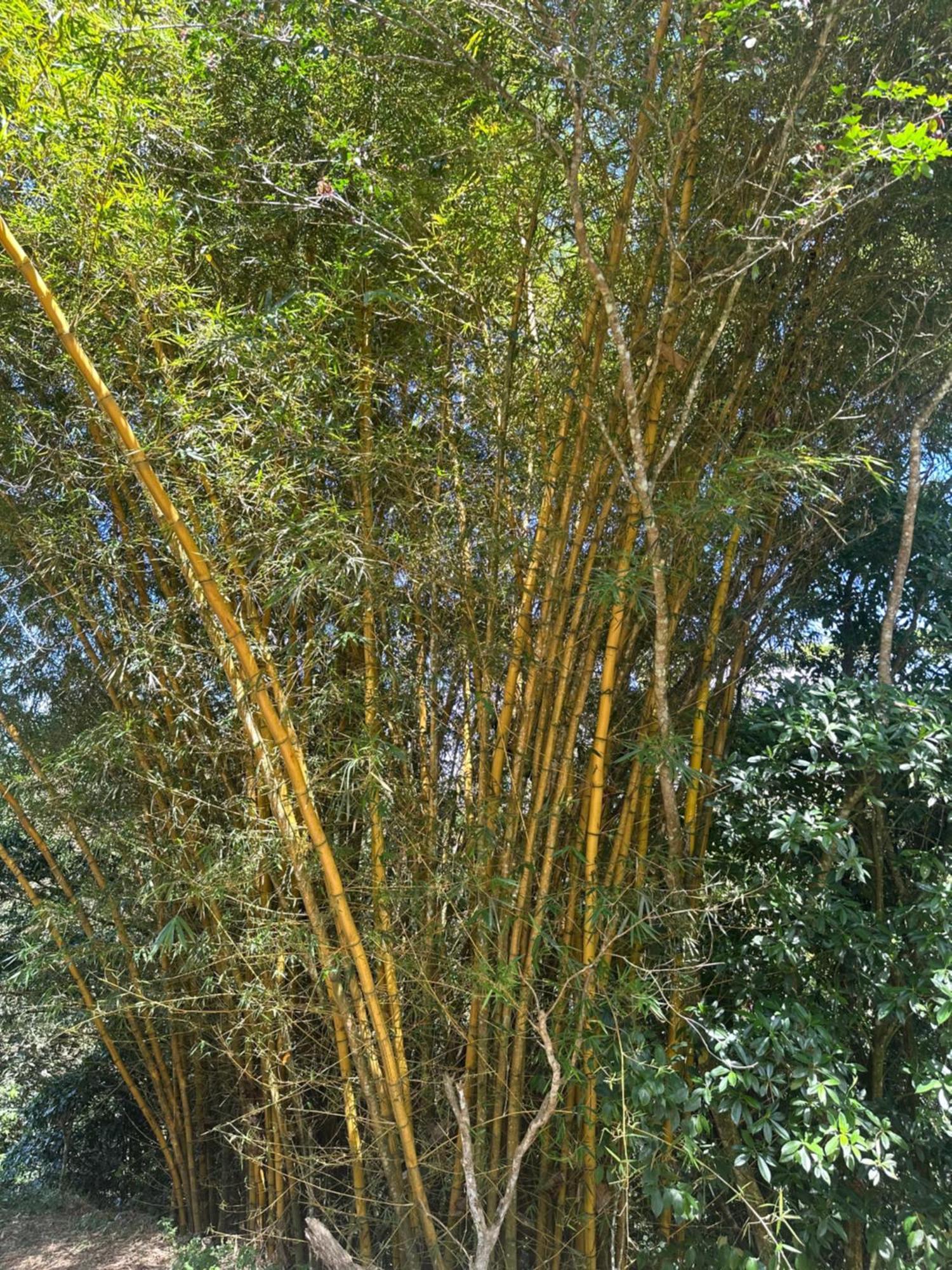 Chalet Eco-bamboo Turrialba